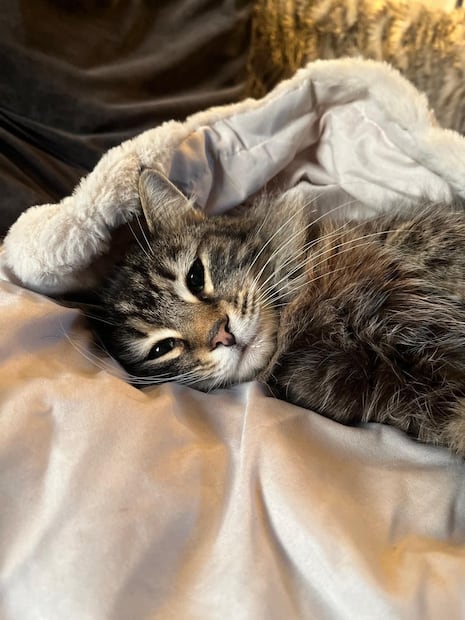 La familia pidió el regreso de la gatita, pues necesita medicamente para tartar problemas de salud. Foto: Carl Crowther
