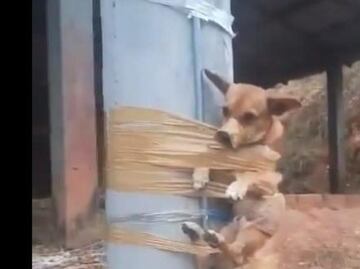 VIDEO: Hombre encinta a perrito a un poste por hacer sus necesidades frente a su casa