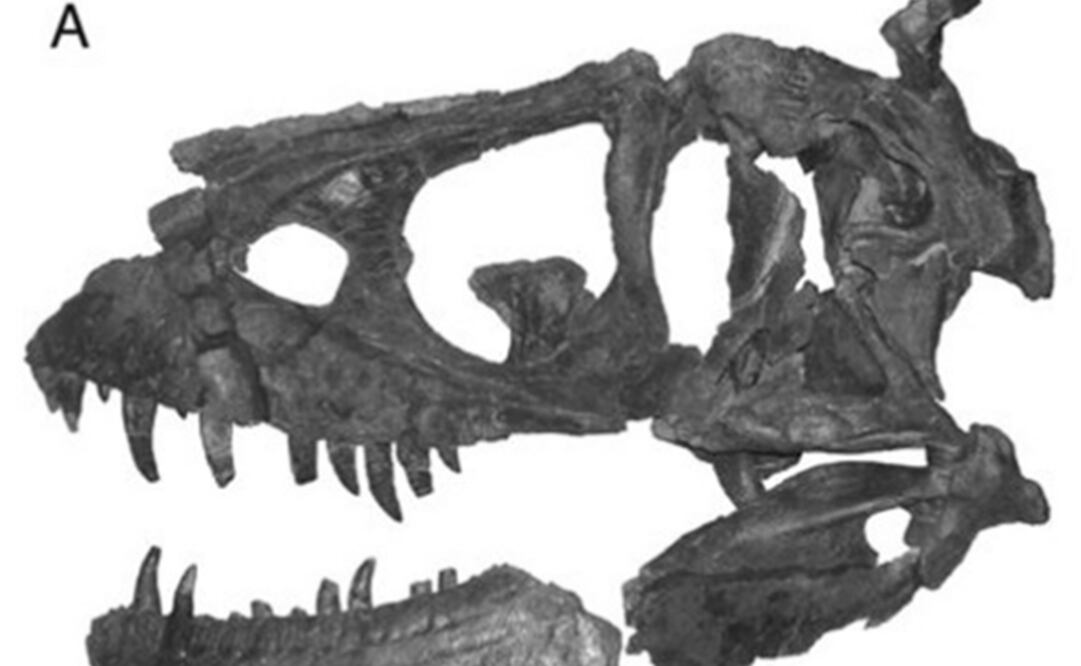 (FOTO: Scientific Reports)