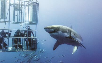 Los tiburones valen mucho más vivos que muertos