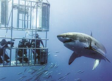 Los tiburones valen mucho más vivos que muertos