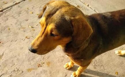 Joven que mató a perrito con un hacha en Los Mochis, ya compareció ante el MP