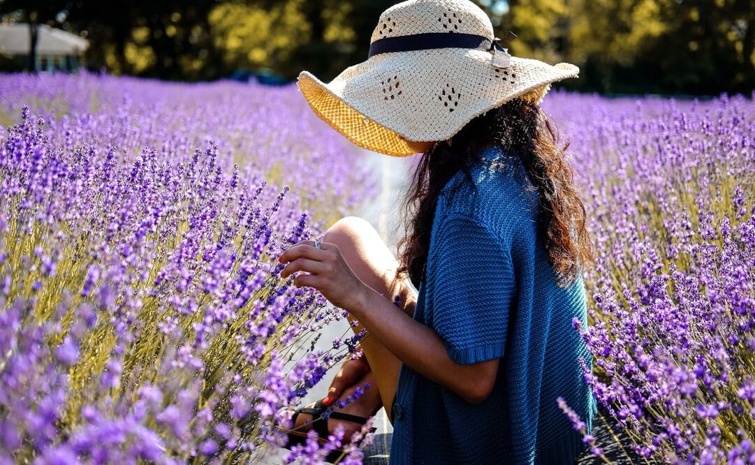 El verano es la mejor época para ver campos de lavanda en floración. Foto: Unsplash/ Frank Marino
