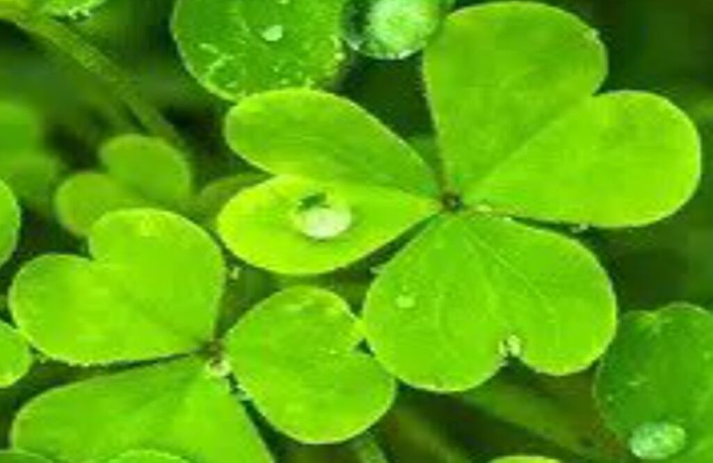 ¿Martes 13 de mala suerte? Acá lo que se sabe