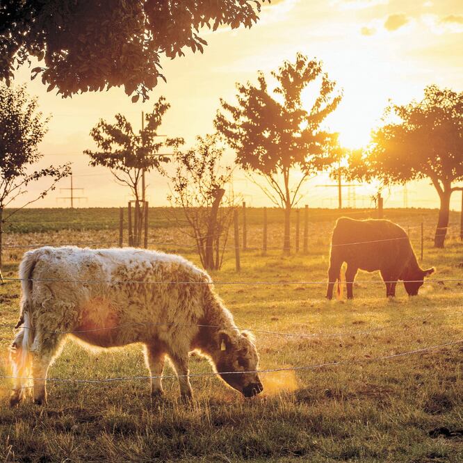 El consumo de carne se ha duplicado en los últimos 60 años y se han destruido bosques para uso agropecuario aceleradamente, informó la ONU. MICHAEL PROBST. AP