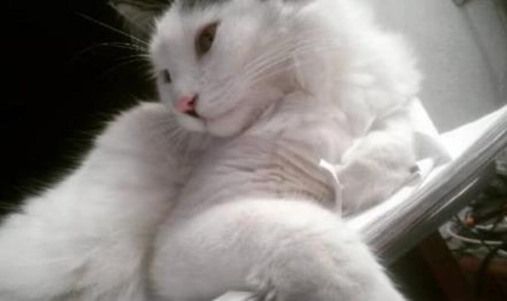 Día del Gato: ¿Por qué lo celebramos tres veces al año?