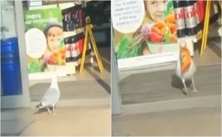VIDEO. Gaviota "saquea" tiendita de Reino Unido; roba 370 dólares en productos