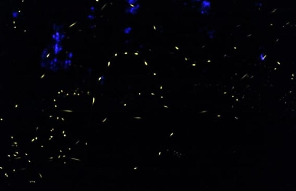 Qué pasará con la visita al Santuario de las luciérnagas, en 2020