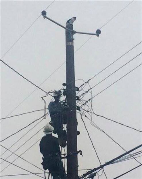 Rescatan a gato en California tras estar 9 días en poste 