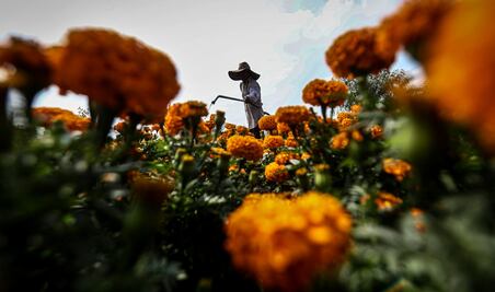 FOTOS: Crece la flor de cempasúchil en la CDMX; rompe récord de producción