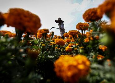 FOTOS: Crece la flor de cempasúchil en la CDMX; rompe récord de producción
