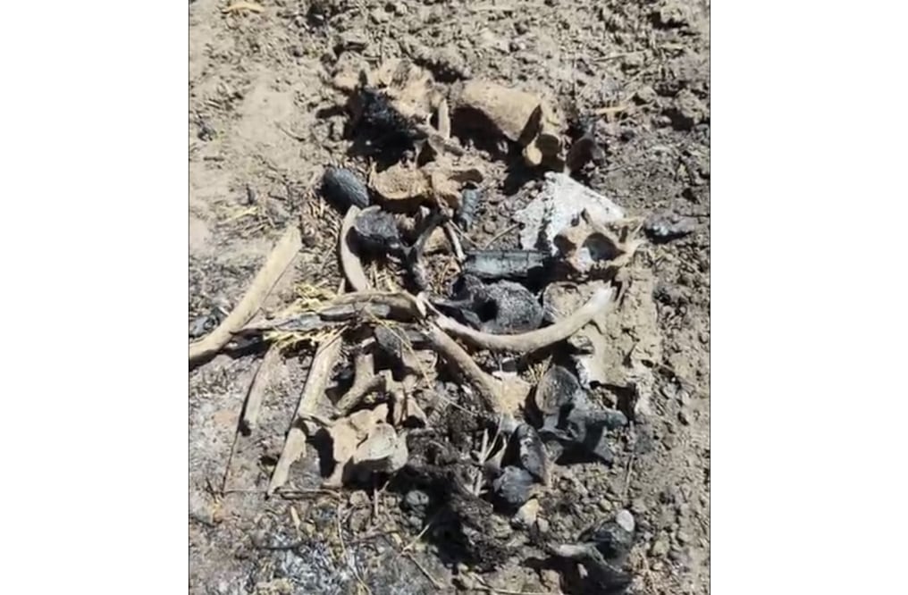 Colectivo "Amor por los Desaparecidos" en Tamaulipas, descubre zona de exterminio en Reynosa; hallan 8 cráneos y osamentas, algunos calcinados. (Foto: especial)
