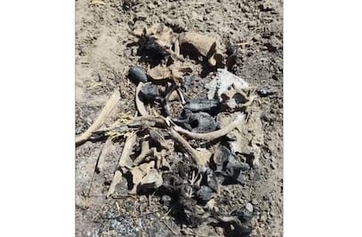 Colectivo "Amor por los Desaparecidos" en Tamaulipas, descubre zona de exterminio en Reynosa; hallan 8 cráneos y osamentas, algunas calcinadas