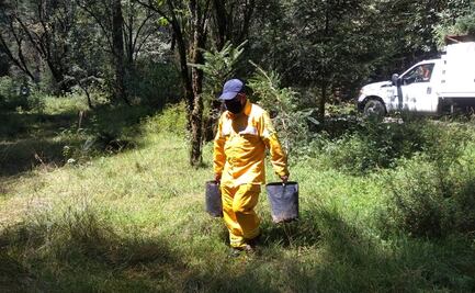 Concluyen periodo de reforestación en áreas naturales protegidas de CDMX