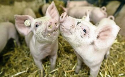 ¿Pronto seremos clonados? Científicos ya experimentan con cerdos