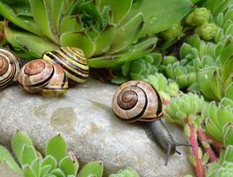 ¿Qué aportan los caracoles a mi jardín? Conoce estos datos que no sabías