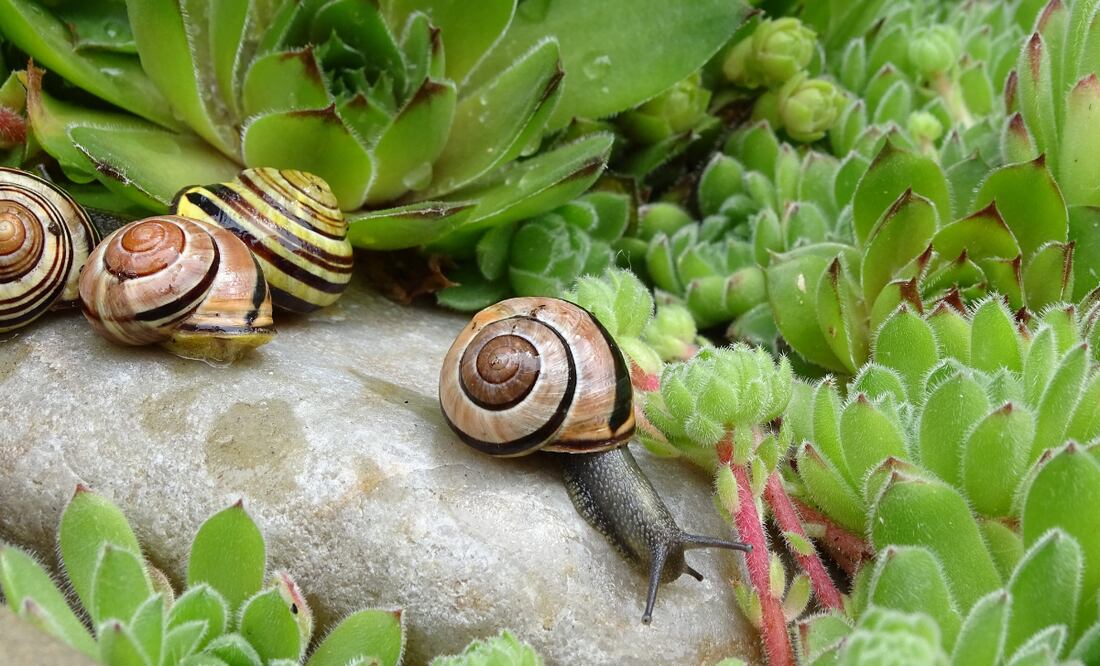 Conoce qué beneficios brinda la presencia de caracoles en tu jardín. Foto: Canva