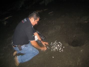 Rescatan 225 huevos de tortugas marinas en Colima