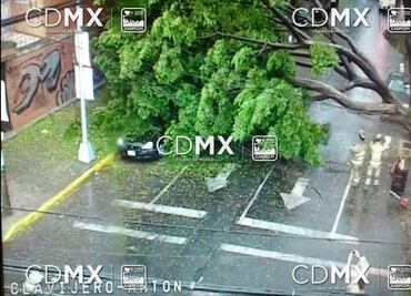 Lluvia derriba cinco árboles y causa encharcamientos en CDMX
