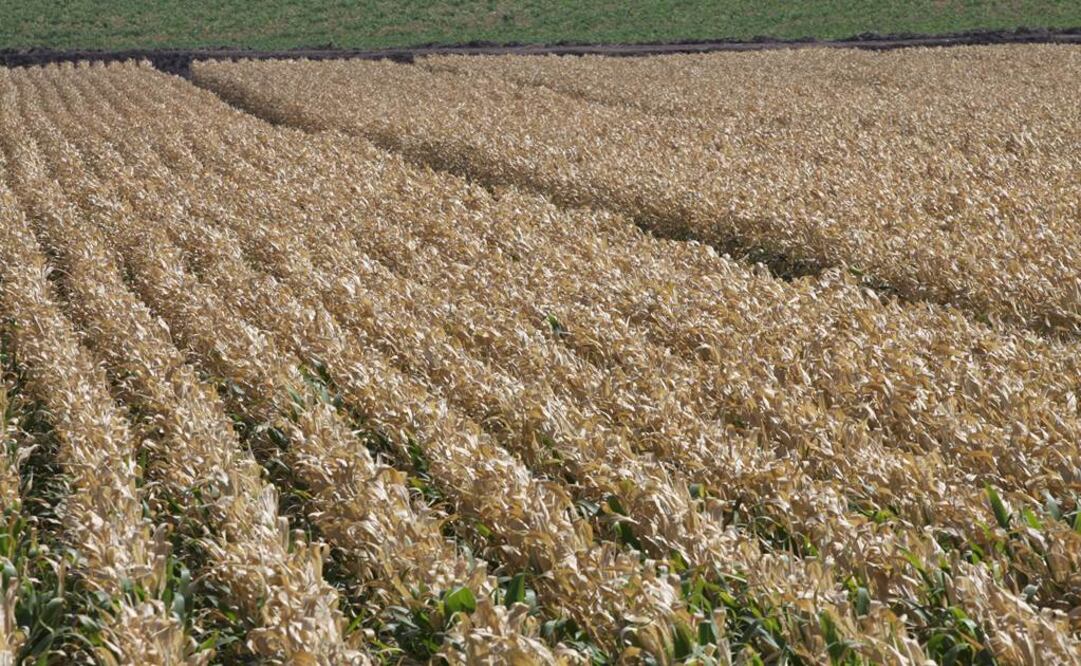 Prevén un panorama de crisis alimentaria debido a la falta de maíz para el consumo humano y por la falta de forrajes y pastura para el ganado  (Foto: Archivo)