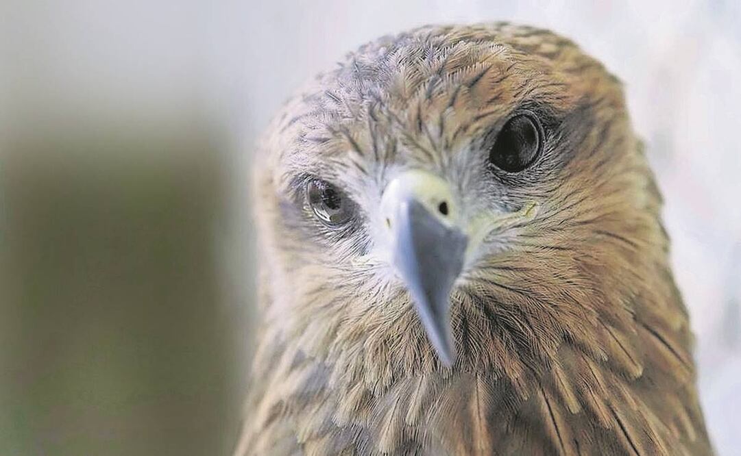 El filme ganó en festivales de Sundance y Cannes.