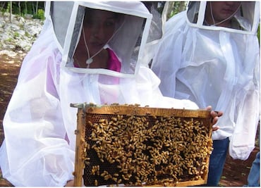 Uso de pesticidas y expansión de ganadería provocan muerte de abejas en Yucatán; alertan por extinción de especie melipona