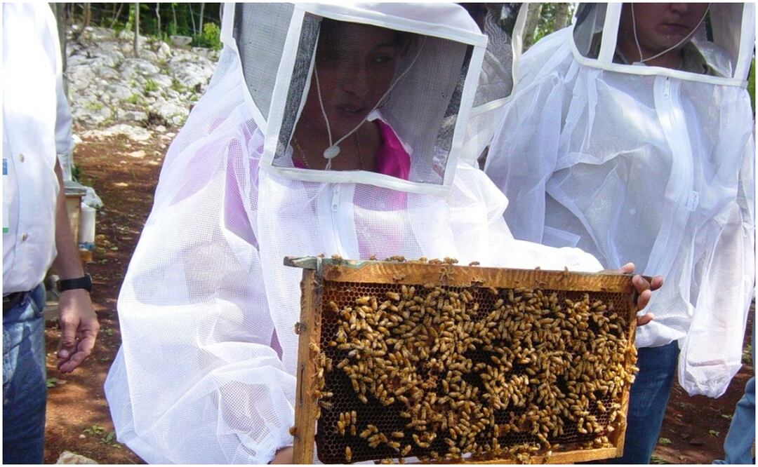 Apicultores advierten que uso de agroquímicos y la tala desmedida en Yucatán ha provocado la muerte de abejas (27/12/2024). Foto: Especial