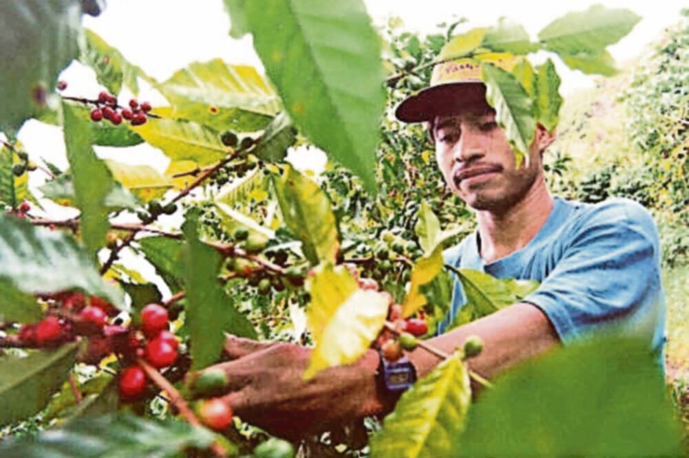 Señalan que México es el principal exportador de café orgánico, que se produce en Chiapas, Oaxaca, Veracruz y Puebla (ARCHIVO EL UNIVERSAL)