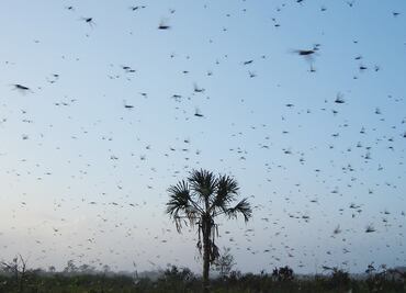 Cuando un “ejército alado” invadió el sureste mexicano hace 100 años