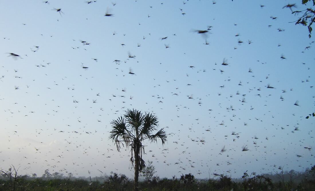Desde tiempos prehispánicos se tienen registros de langostas en México; para 1854 se determinó como plaga nacional. Foto: Yazmín Rodríguez/EL UNIVERSAL
