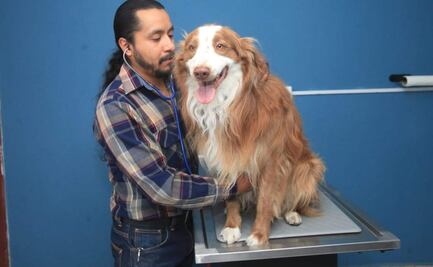 Gusano barrenador puede afectar a tu mascota; veterinario da recomendaciones clave