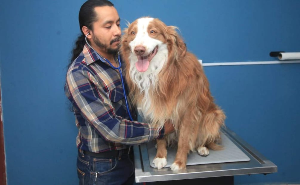Acudir al veterinario para una evaluación adecuada de tu perro es siempre la mejor opción. Foto: Edwin Hernández / EL UNIVERSAL