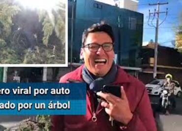 Qué hay detrás del reportero con el auto destrozado por un árbol