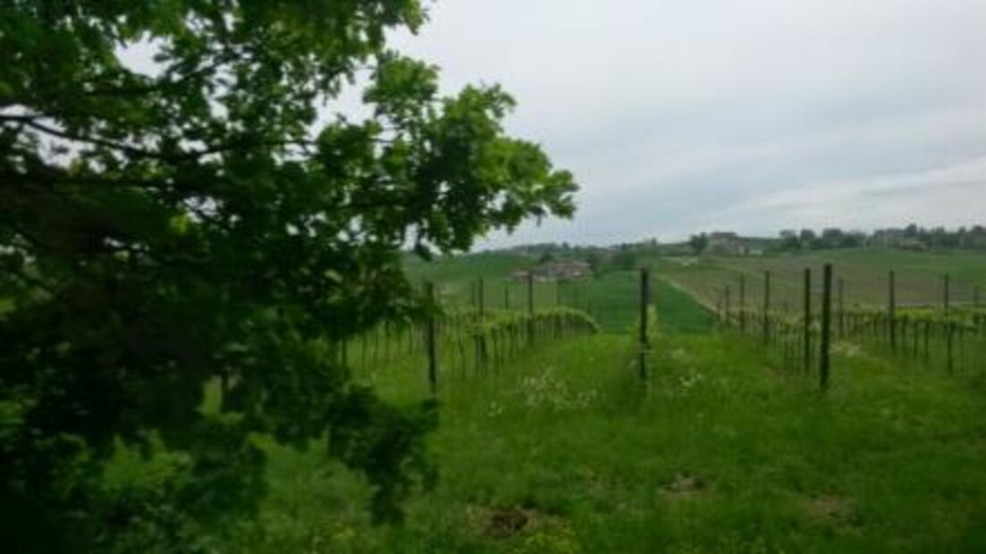 Lambrusco, el vino italiano más vendido en el mundo