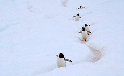 Hallan microplásticos en heces de pingüinos de la Antártida 