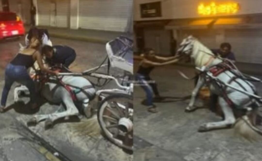 Reportan caso de maltrato animal en Yucatán (07/08/2025). Foto: Especial