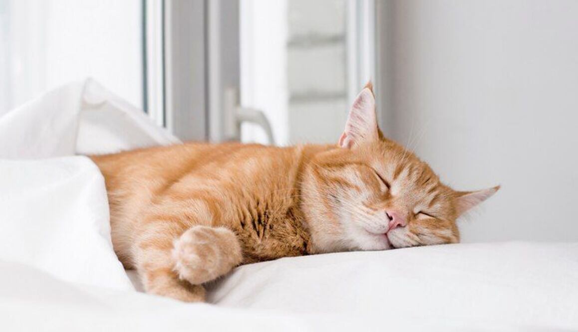 Comprender y respetar los hábitos de sueño de tu gato es esencial para su bienestar. Fuente: Freepik.