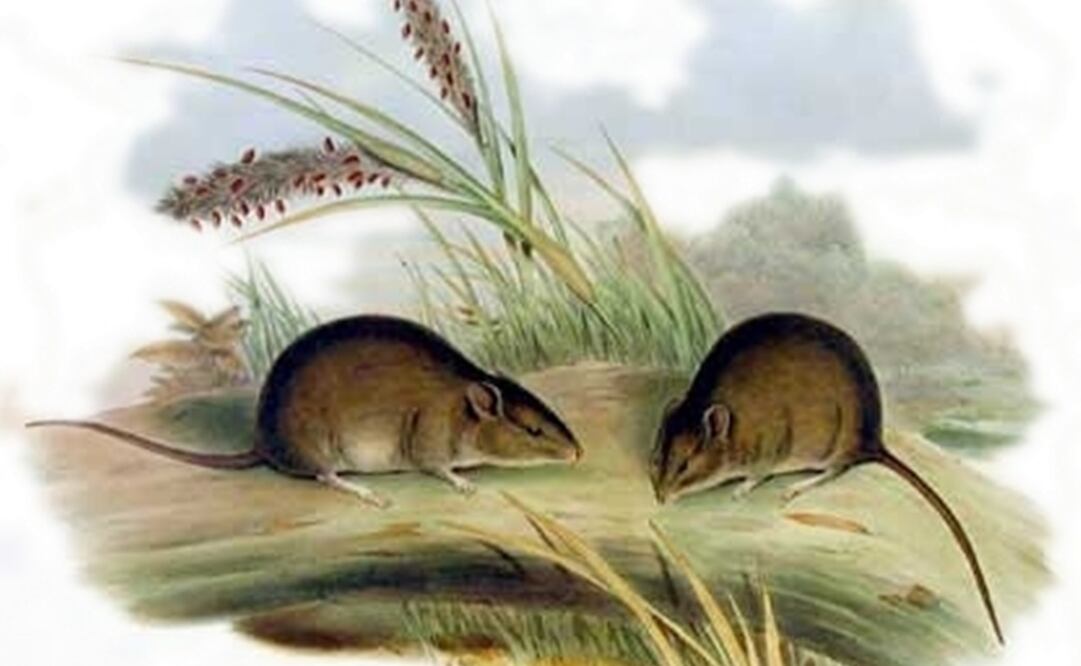 Ilustración: John Gould - John Gould, F.R.S., Mammals of Australia, Vol. III Plate 19, London, 1863/ Dominio Público