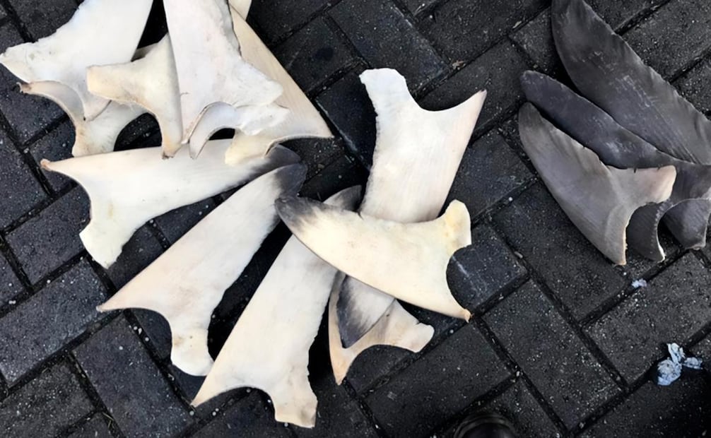 Un hombre intentó extraer hacia Filipinas 2 mil 200 kilogramos de aletas de tiburón de especies protegidas. Foto: Profepa