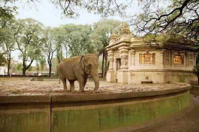 Zoológicos, en vías de extinción