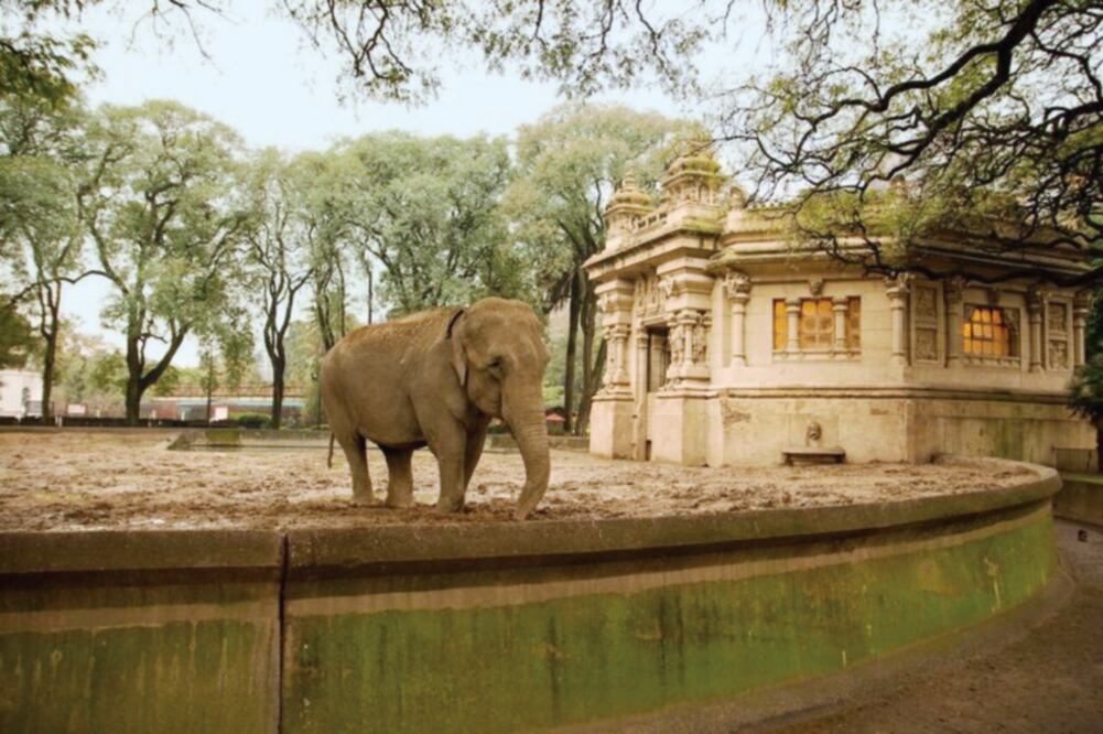 l zoológico de Buenos Aires fue inaugurado en 1875 y fue considerado uno de los 20 más importantes del mundo. Actualmente está en proceso de transformarse en un ecoparque y los animales serán reubicados paulatinamente (ONG SINZOO)