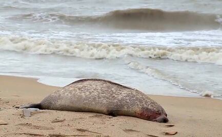 Encuentran cerca de 300 focas muertas a orillas del mar Caspio en Rusia