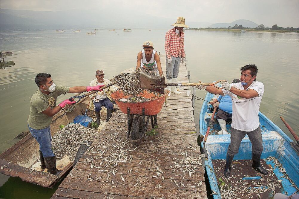 Los peces fueron retirados de la laguna de Cajititlá; la falta de oxigenación y saturación de aguas residuales podrían ser la causa de la muerte (JORGE ALBERTO MENDOZA. EL UNIVERSAL)