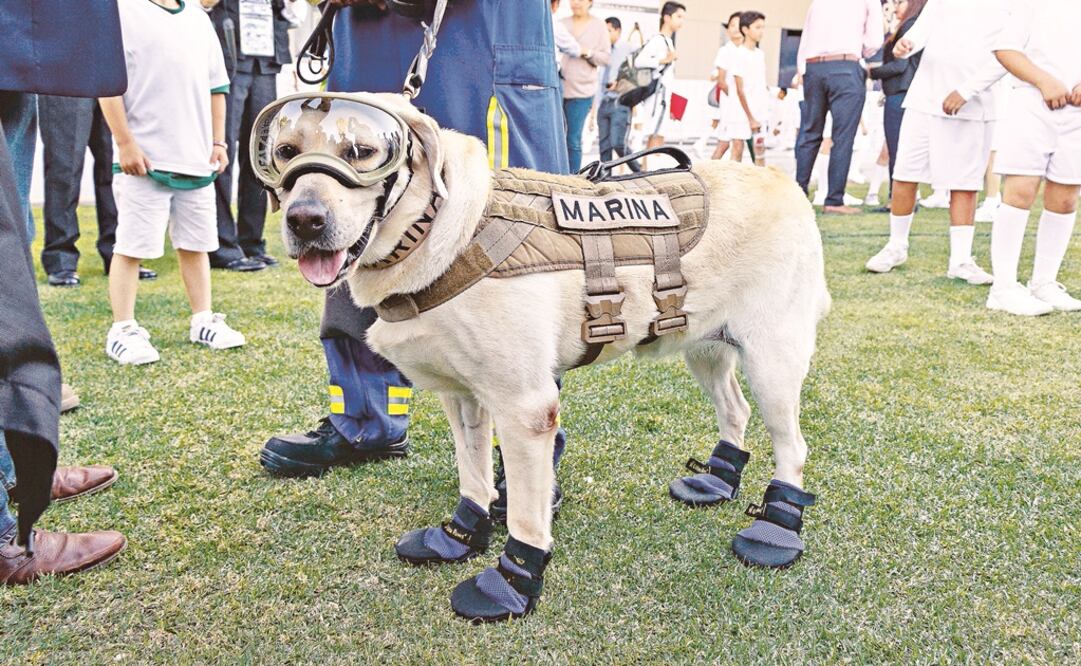 La perrita tiene nueve años de edad y ha participado en 53 rescates 