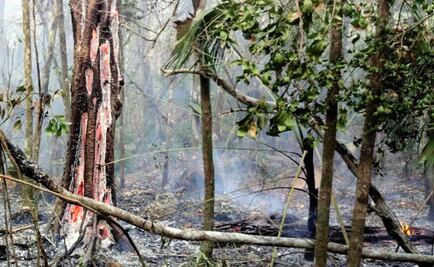 Combaten en Q.Roo 6 incendios forestales activos