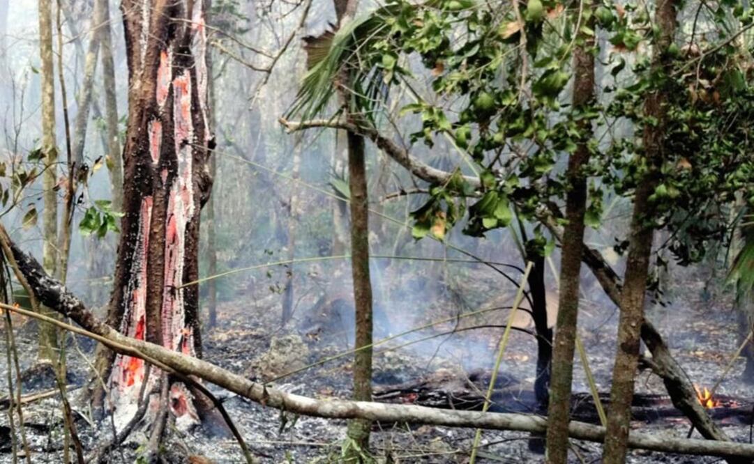 Foto: Cortesía Conafor