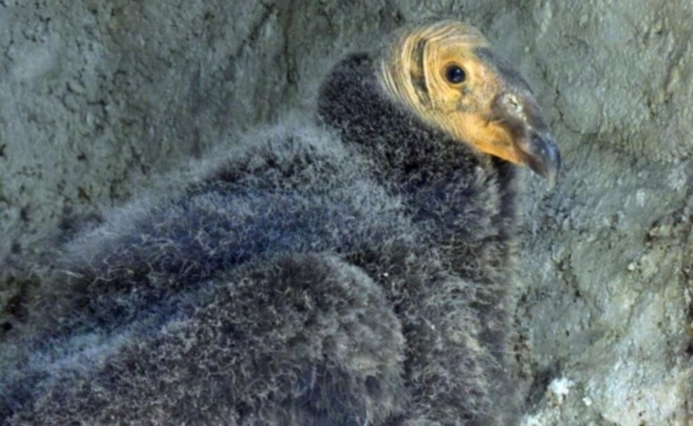 10 datos sobre el Zoológico de Chapultepec, a sus 98 años