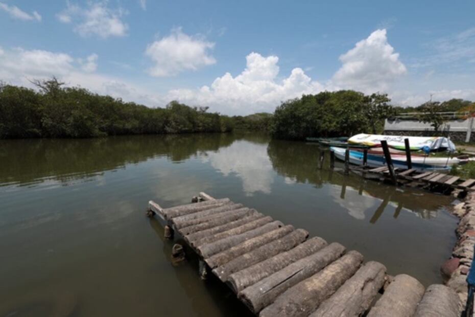 Van por reforestación de manglares en Alvarado