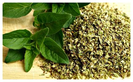 El orégano, sustento de familias