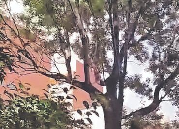 Colonos temen tala de árbol Eugenito en la Del Valle